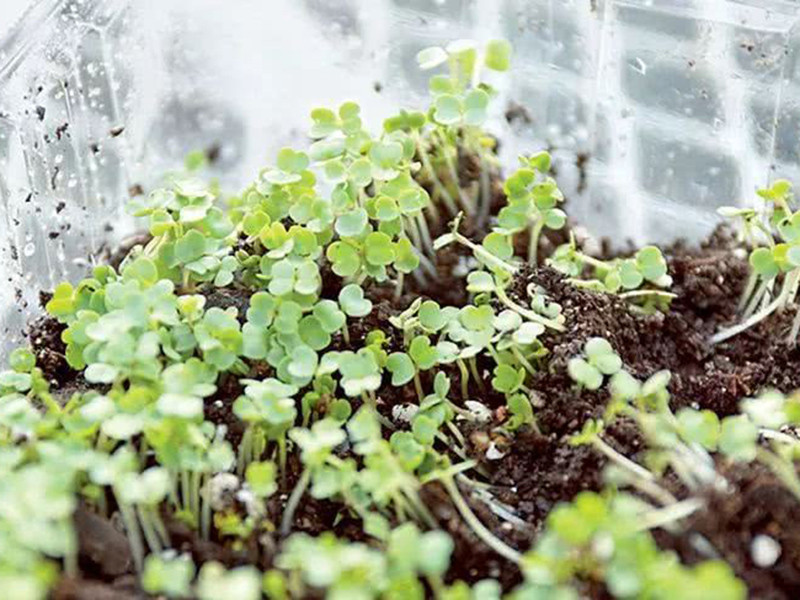便攜式植物營養測定儀有什么用？