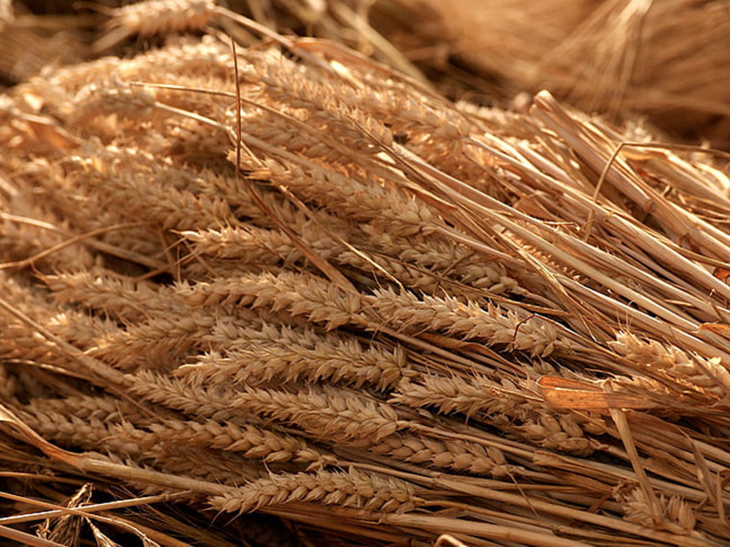 真菌毒素快速檢測儀可實(shí)現(xiàn)快速定量檢測 真菌毒素快速檢測儀可實(shí)現(xiàn)快速定量檢測