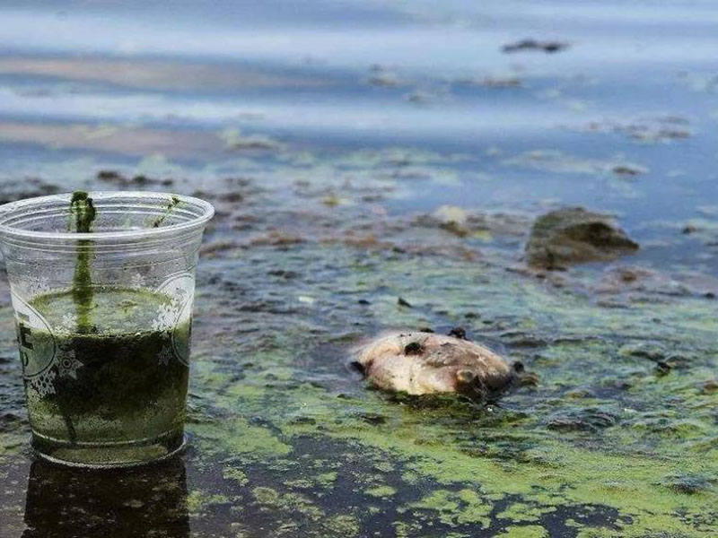 水質(zhì)生物毒性檢測儀可以測定工業(yè)排放污水嗎？