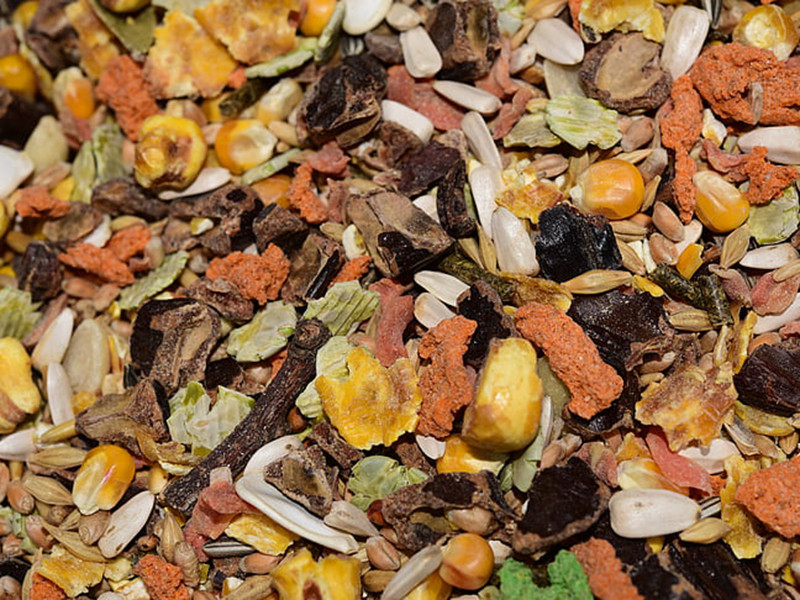 真菌毒素對人和動物有哪些危害?