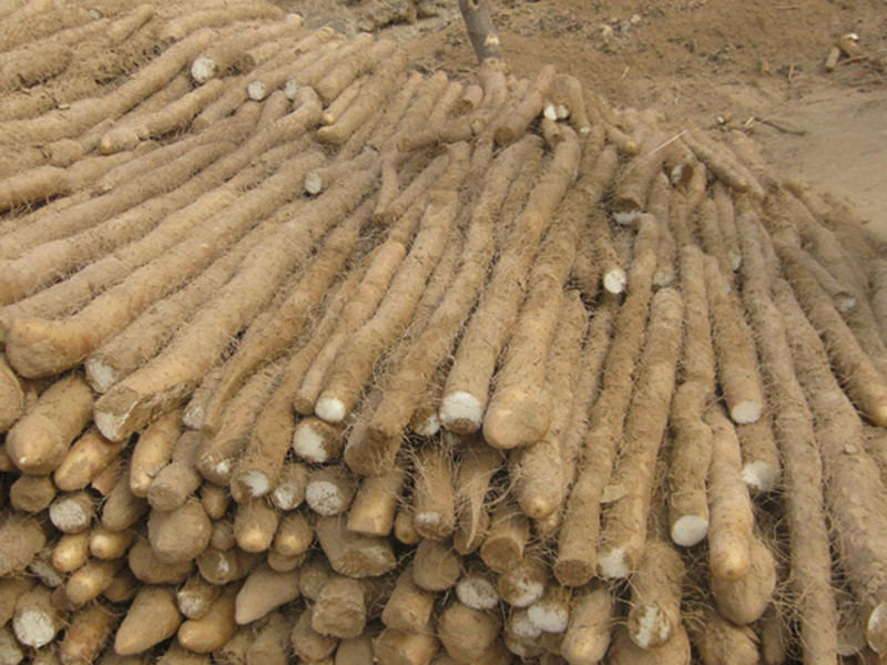 土壤養分檢測儀可輔助山藥種植