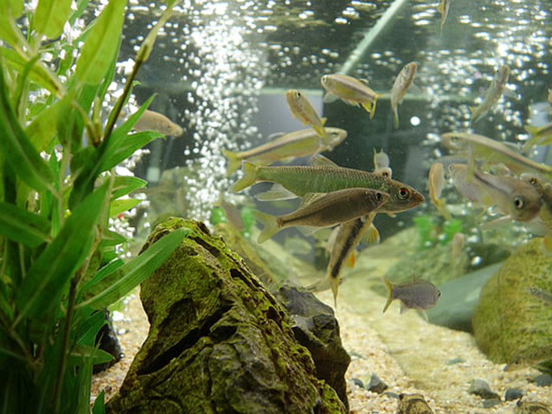 養魚水質不好怎么辦？