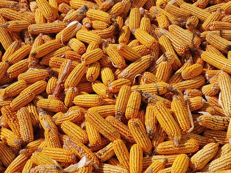 如何快速檢測黃曲霉毒素？