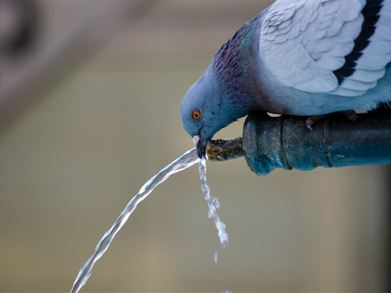 飲用水重金屬指標及限值(飲用水重金屬超標的危害)