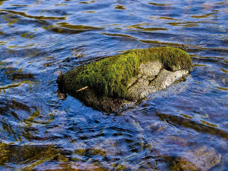 確定BOD5盲樣值時應考慮的因素(什么是BOD5盲樣值)