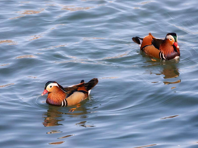 水產(chǎn)養(yǎng)殖水質(zhì)檢測(cè)主要指標(biāo)