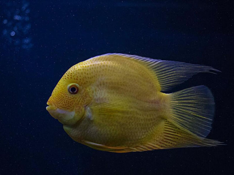 我國農(nóng)獸藥殘留限量有哪些（禁限用農(nóng)藥、禁停用獸藥有哪些）