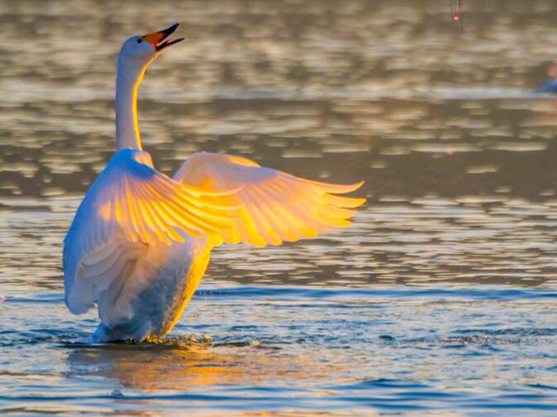生物毒性測定儀測定原理（生物毒性測定儀優勢特點）