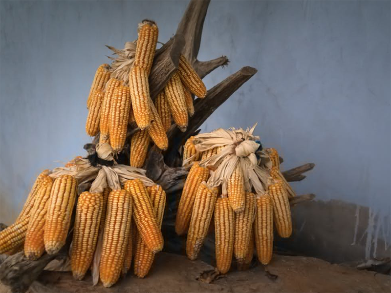 黃曲霉毒素限量標(biāo)準(zhǔn)(糧食黃曲霉毒素如何檢測(cè))