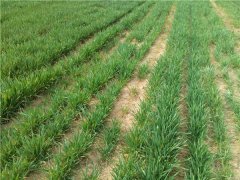 土壤養(yǎng)分速測儀應用具有重大意義