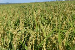 土壤養分測試儀的使用