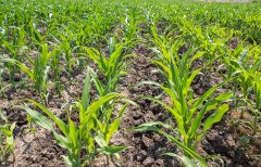 土壤養分快速檢測儀對十大功勞的測定不容忽視