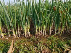 土壤測試儀協調作物生長和營養平衡