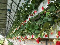 土壤水分測量儀在溫室中的應用