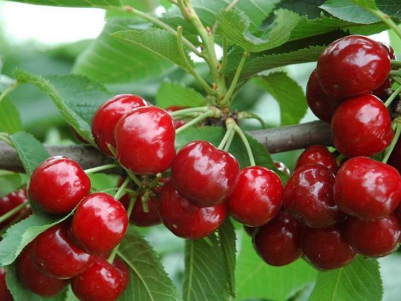 農(nóng)藥殘留速測儀促進食品安全