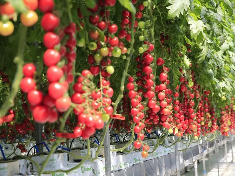 壽光菜博會開幕,智慧農業不再是夢 壽光菜博會開幕,智慧農業不再是夢