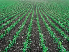 土壤墑情監(jiān)測(cè)儀，為實(shí)現(xiàn)節(jié)水增糧奠定基礎(chǔ)