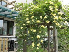 夏季在院子里種這種花,不僅好看還能驅蚊