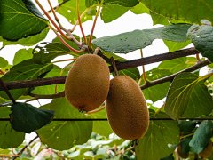 獼猴桃生長期間，補(bǔ)鈣是關(guān)鍵