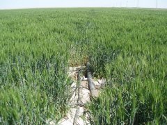 土壤鹽分速測儀，預防鹽堿地