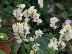 種植玉米百合,光照要合適