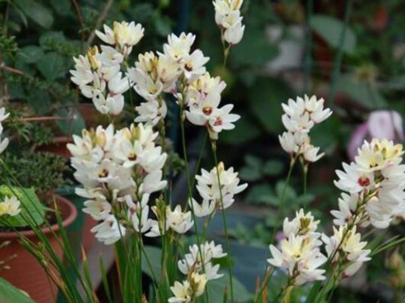 種植玉米百合,光照要合適 種植玉米百合,光照要合適