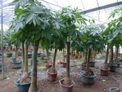 發財樹的生長需要哪些因素?