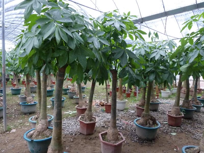 發(fā)財(cái)樹(shù)的生長(zhǎng)需要哪些因素 發(fā)財(cái)樹(shù)的生長(zhǎng)需要哪些因素