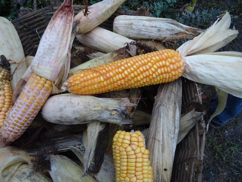 真菌毒素快速檢測儀快速、準確定量檢測 真菌毒素快速檢測儀快速、準確定量檢測